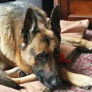 Meet your Posher, Ty